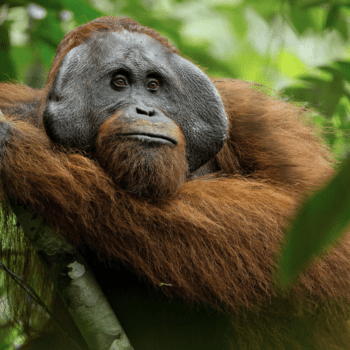 Daily Dive # 084 | Tracking Orangutans in Borneo